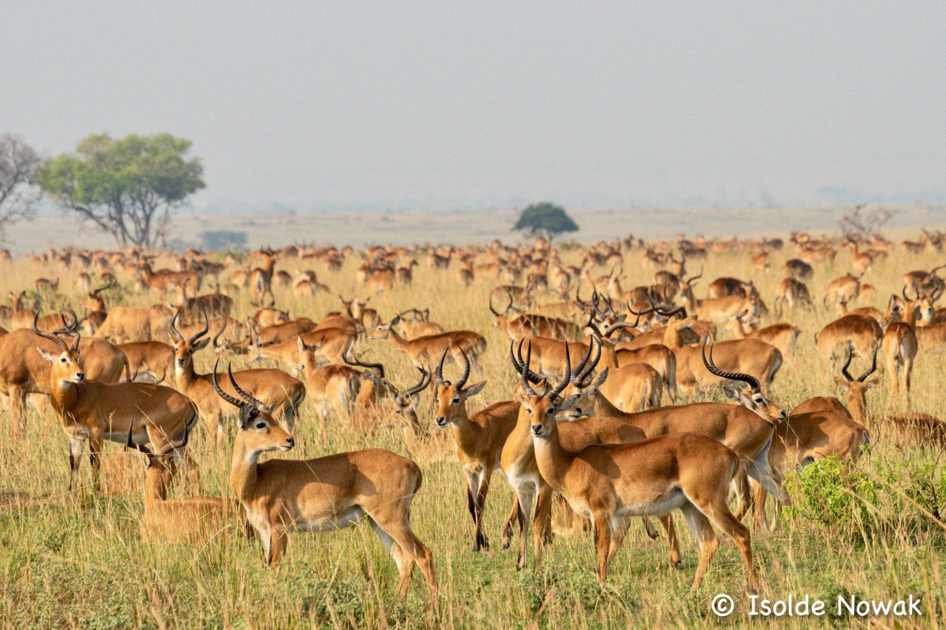 Uganda Kobs, Antilopen, antelopes, Murchison Falls, Rainforest, Uganda, Gorilla, Birding, Travel, Uganda Safaris, Mountain Gorillas, Gorilla Tracking, Gorilla Trekking, Uganda Tours, Uganda Tour Operators, Uganda Roundtrip, Uganda Reise, Uganda Trips, Uganda travel, Uganda Grouptrips, Uganda Gruppenreise