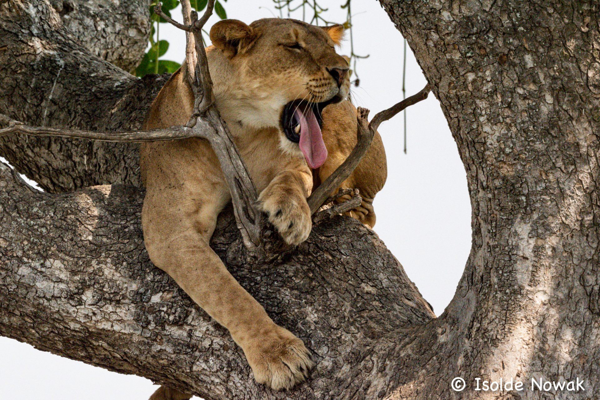 Ishasha, Tree Climbing lions, Queen Elizabeth National Park, Rainforest, Uganda, Gorilla, Birding, Travel, Uganda Safaris, Mountain Gorillas, Gorilla Tracking, Gorilla Trekking, Uganda Tours, Uganda Tour Operators, Uganda Roundtrip, Uganda Reise, Uganda Trips, Uganda travel, Uganda Grouptrips, Uganda Gruppenreise