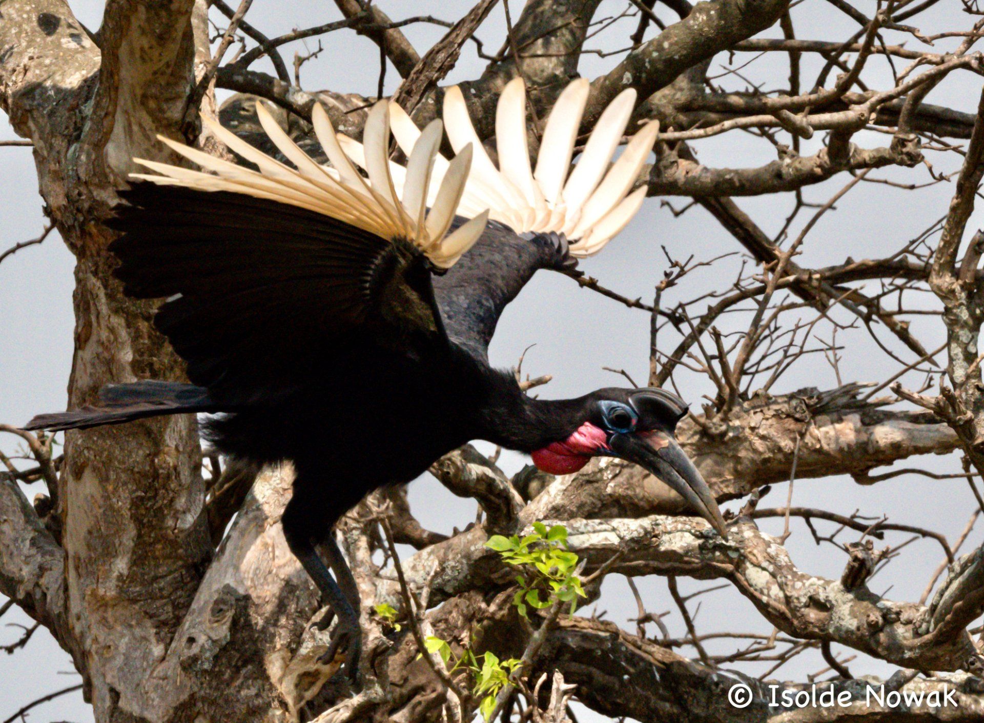 abyssinian ground hornbill, Murchison Falls NP, Rainforest, Uganda, Gorilla, Birding, Travel, Uganda Safaris, Mountain Gorillas, Gorilla Tracking, Gorilla Trekking, Uganda Tours, Uganda Tour Operators, Uganda Roundtrip, Uganda Reise, Uganda Trips, Uganda travel, Uganda Grouptrips, Uganda Gruppenreise