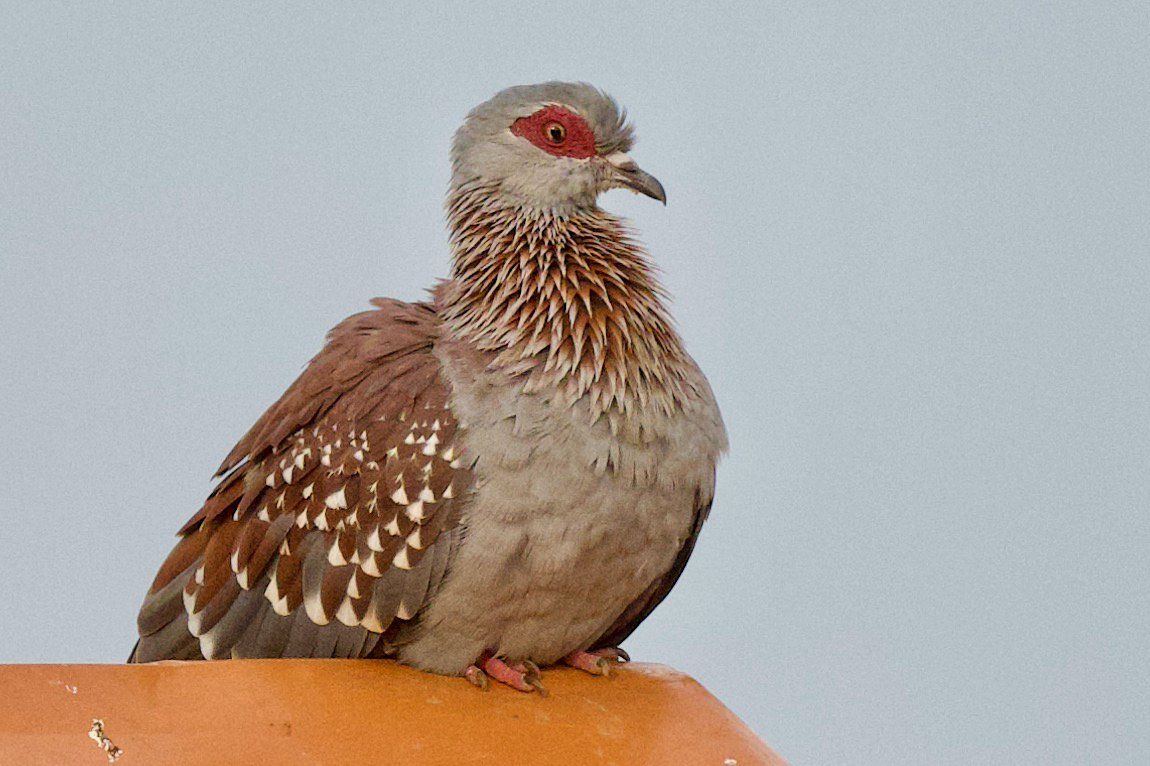 Dove , Rainforest, Uganda, Gorilla, Birding, Travel, Uganda Safaris, Mountain Gorillas, Gorilla Tracking, Gorilla Trekking, Uganda Tours, Uganda Tour Operators, Uganda Roundtrip, Uganda Reise, Uganda Trips, Uganda travel, Uganda Grouptrips, Uganda Gruppenreise