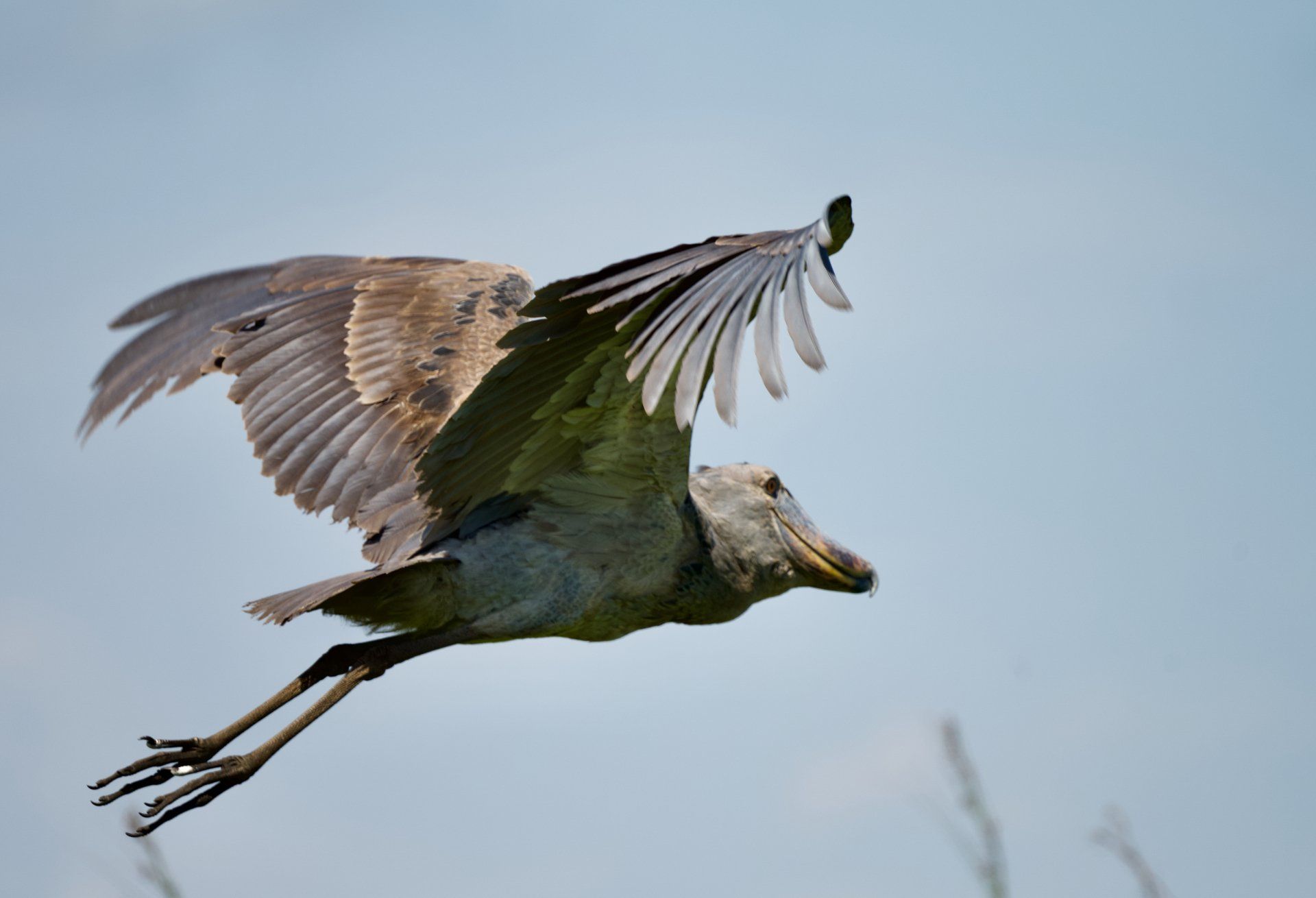Shoebill, Uganda, Gorilla, Birding, Travel, Uganda Safaris, Mountain Gorillas, Gorilla Tracking, Gorilla Trekking, Uganda Tours, Uganda Tour Operators, Uganda Roundtrip, Uganda Reise, Uganda Trips, Uganda travel, Uganda Grouptrips, Uganda Gruppenreise