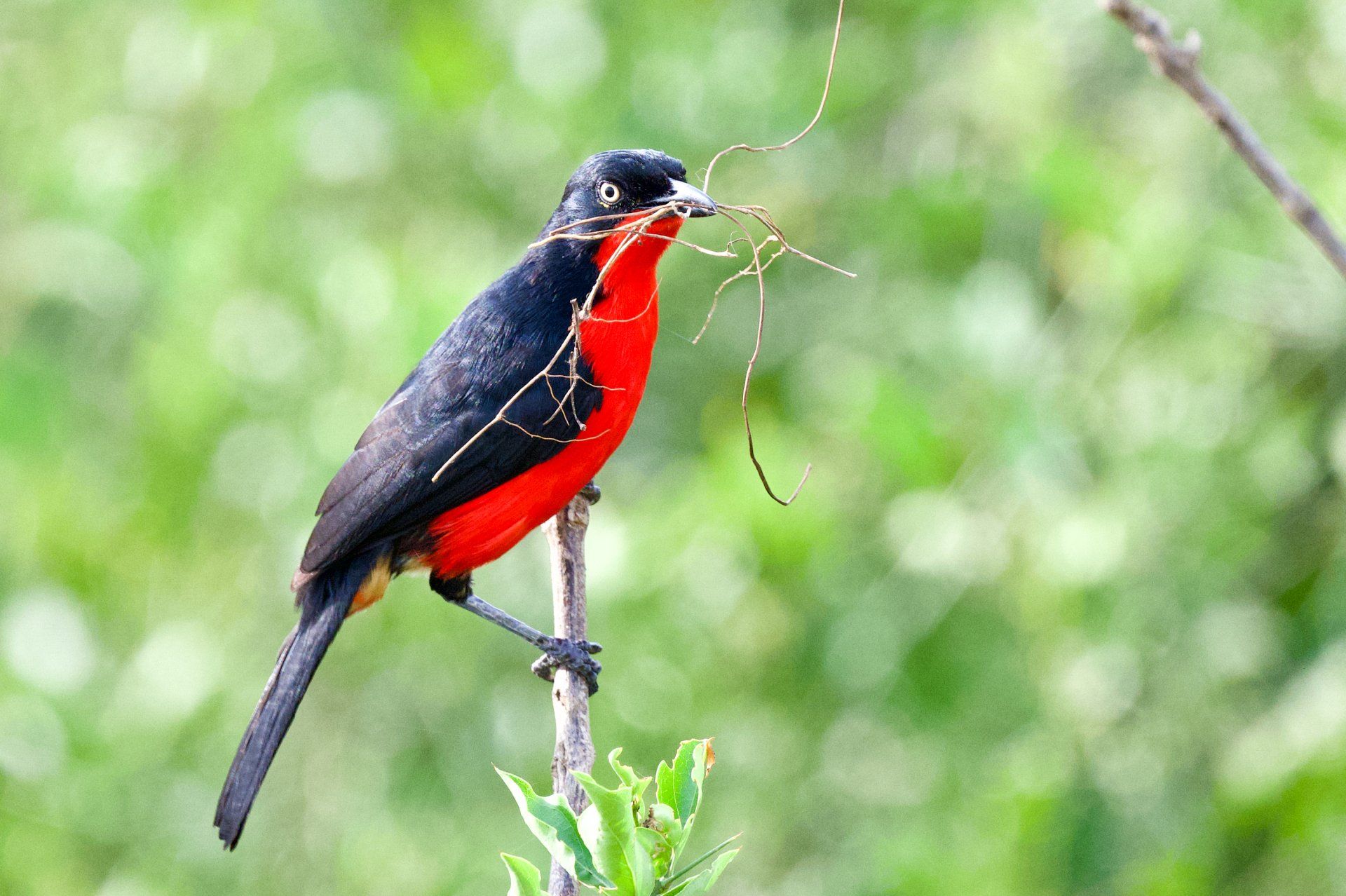 Balck Headed Gonelek, Uganda Birding, Gorilla, Birding, Travel, Uganda Safaris, Mountain Gorillas, Gorilla Tracking, Gorilla Trekking, Uganda Tours, Uganda Tour Operators, Uganda Roundtrip, Uganda Reise, Uganda Trips, Uganda travel, Uganda Grouptrips, Uganda Gruppenreise, Birds of Uganda, shoebill, hornbill
