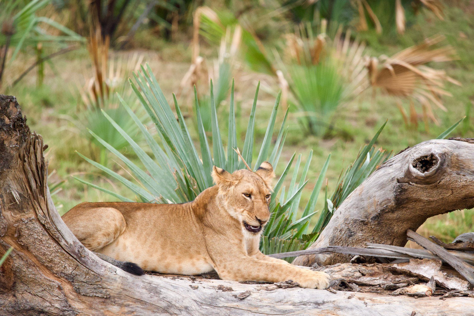 14 Days Uganda Roundtrip, Gorilla, Birding, Travel, Uganda Safaris, Mountain Gorillas, Gorilla Tracking, Gorilla Trekking, Uganda Tours, Uganda Tour Operators, Uganda Roundtrip, Uganda Reise, Shoebill, Rhino, Chimpanzee, Gorilla Tracking, Chimpanzee Tracking, Gorilla Trekking