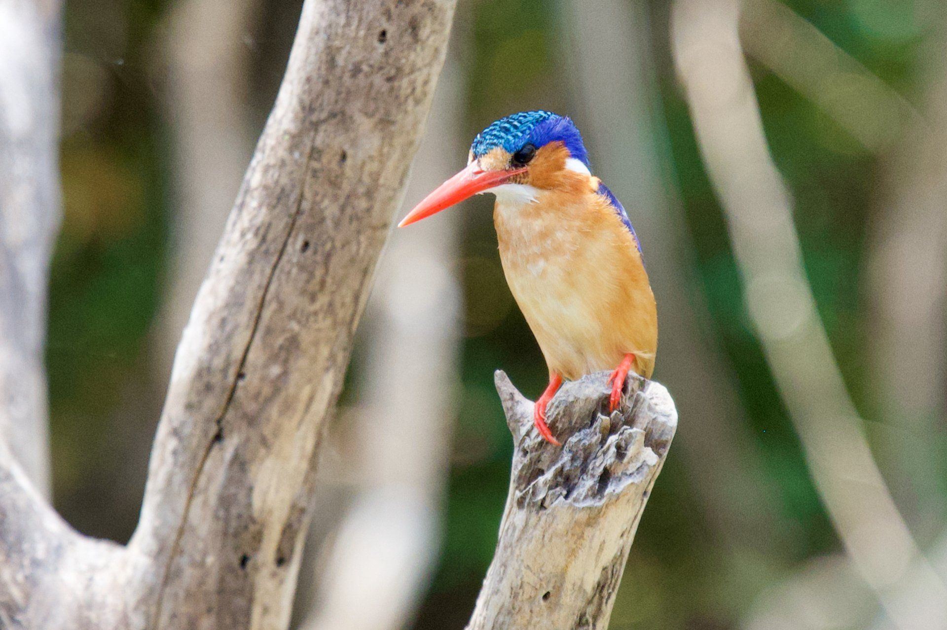 Malachite Kingfisher,Uganda, Gorilla, Birding, Travel, Uganda Safaris, Mountain Gorillas, Gorilla Tracking, Gorilla Trekking, Uganda Tours, Uganda Tour Operators, Uganda Roundtrip, Uganda Reise, Uganda Trips, Uganda travel, Uganda Grouptrips, Uganda Gruppenreise