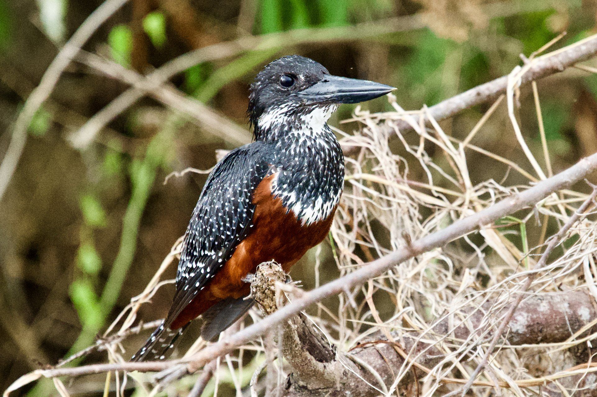 Giant Kingfisher, Uganda, Birding, Uganda Safari, Lake Bunyonyi, Chimpanzee,  Murchison Falls NP, Kibale, Bwindi, Gorillas, Elephants, Big Five,