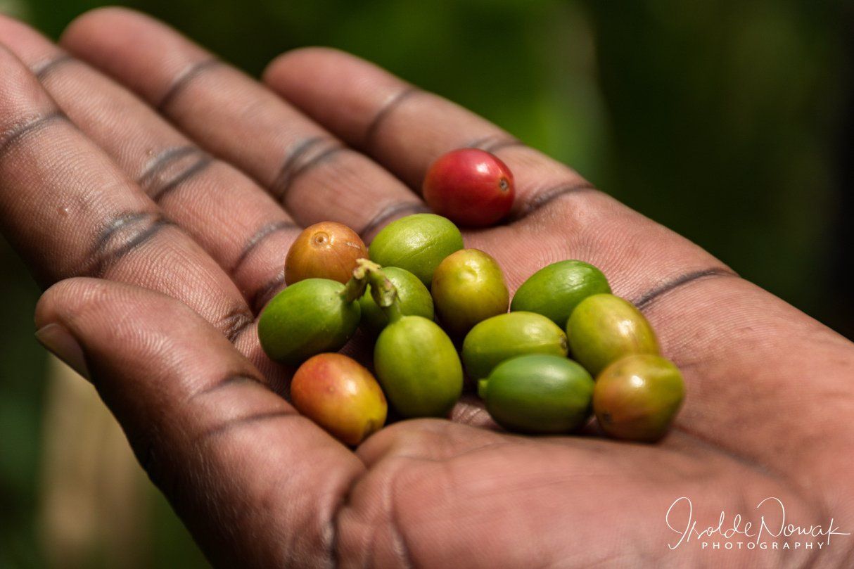 Coffee Experience, coffee, Uganda, Gorilla, Birding, Travel, Uganda Safaris, Mountain Gorillas, Gorilla Tracking, Gorilla Trekking, Uganda Tours, Uganda Tour Operators, Uganda Roundtrip, Uganda Reise, Uganda Trips, Uganda travel, Uganda Grouptrips, Uganda Gruppenreise, nature responsible, Kidepo, Mburo, Murchison, Bwindi, Kibale