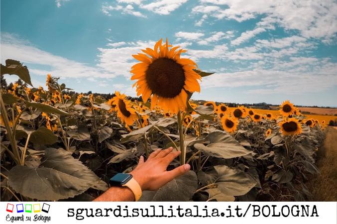 Foto di un campo di girasoli sui colli bolognesi