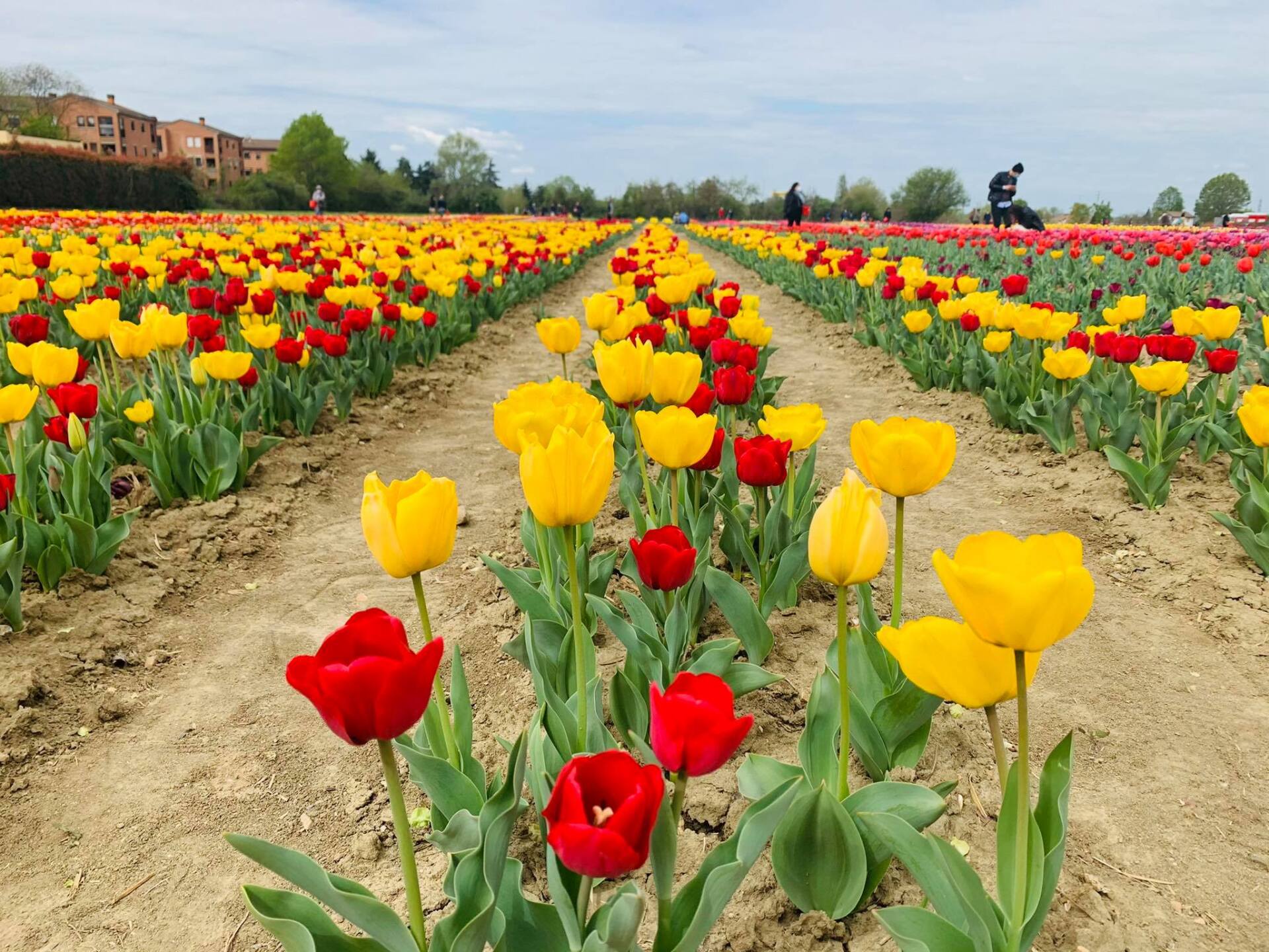 Tulipani TuliPark Bologna