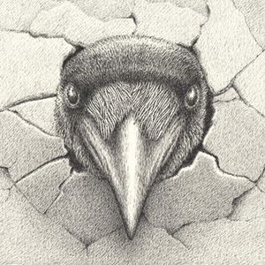 Foto: Peter Götz Zeichnung eines Vogelkopfs des Künstlers Peter Götz.