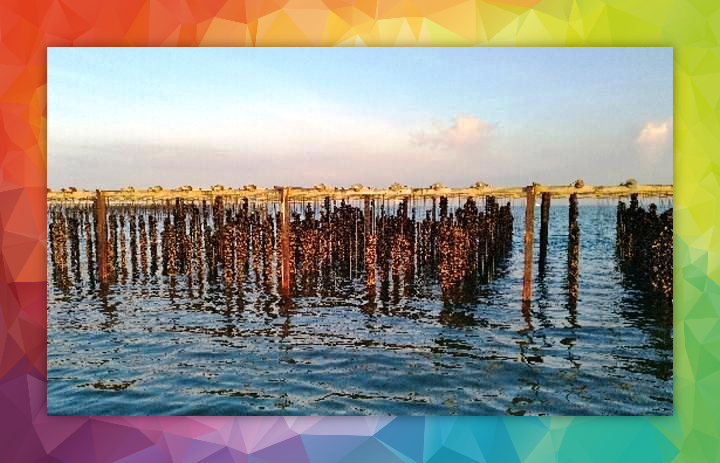 huîtres hors d'eau K Logistics