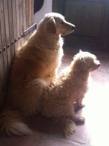 Hotel, pet friendly, Almería