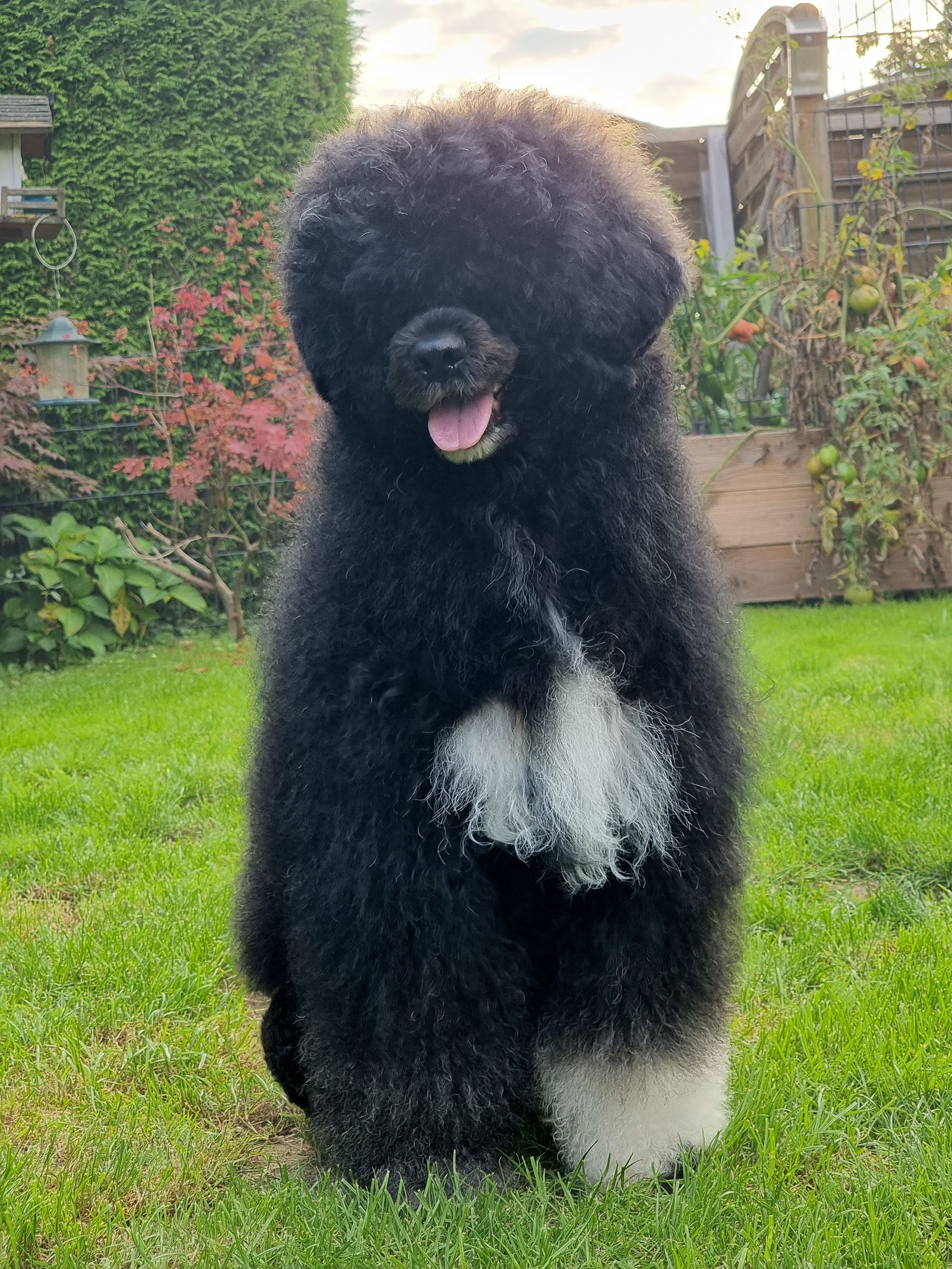 Hundefrisör und Zucht für Portugiesische Wasserhunde