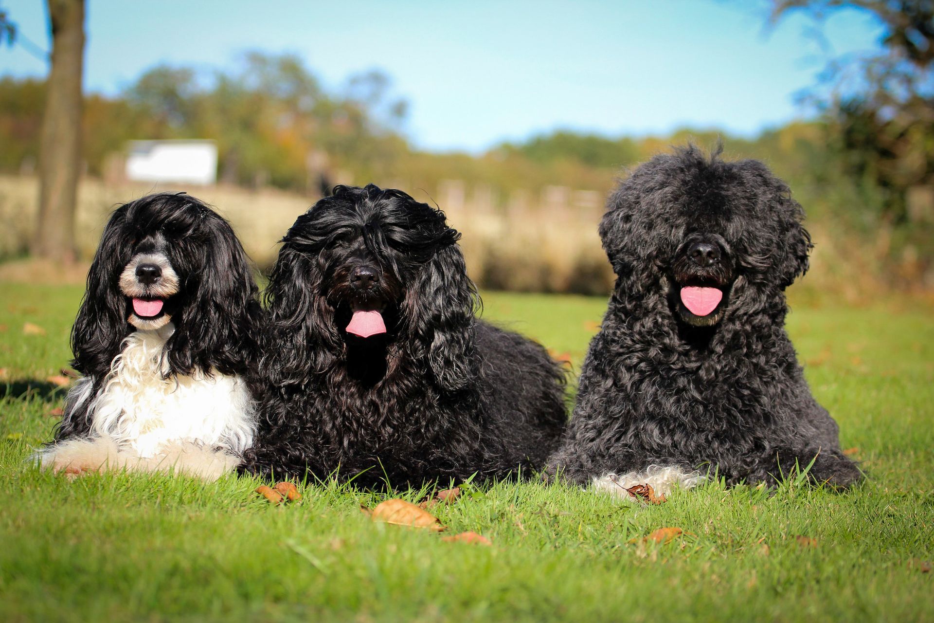 Hundefrisör und Zucht Portugiesische Wasserhunde Portugiesische Wasserhunde Hundefrisör