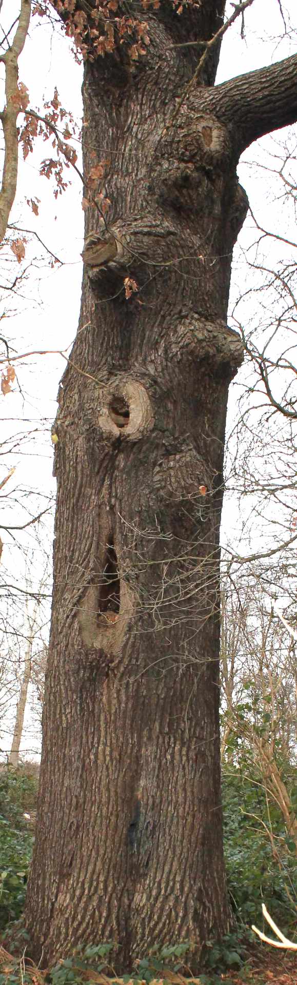 300 Jahre alte Eiche