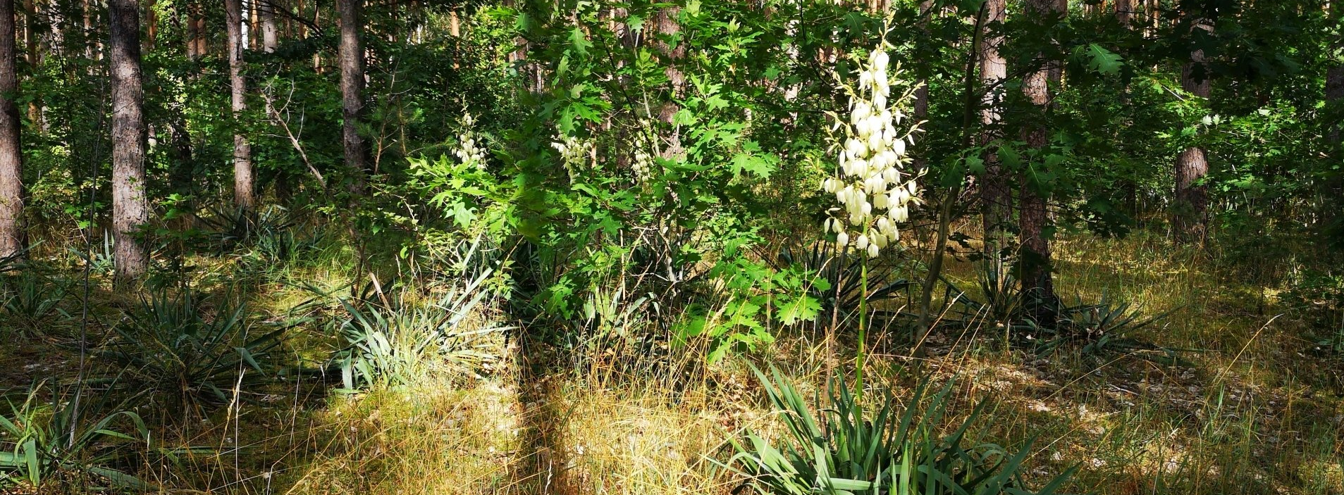 Yucca im Kiefernwald auf dem Weinberg bei Michelsdorf