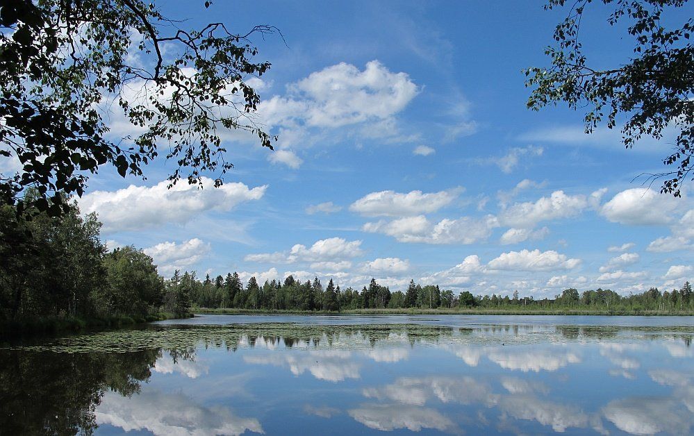 Wald und Moor heute Oberschwäbischer Moorsee