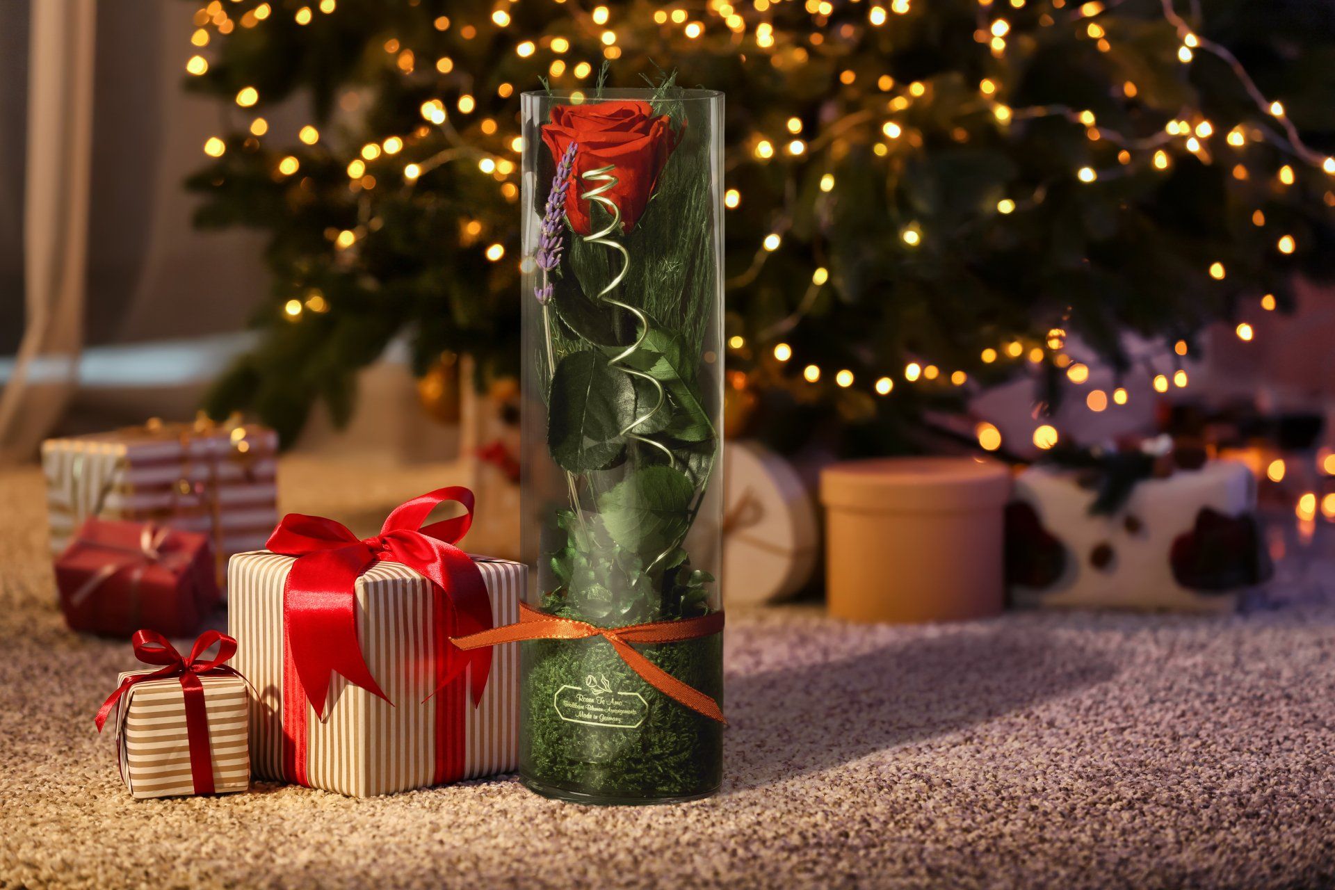 Rosen te Amo CTF-RMIPD-01 Rosen-te-amo DREI Premium haltbare Rosen in Lounge procelain Bowl WEIHNACHTSGESCHENKE | ECHTE-ROSE-IM-GLAS | KONSERVIERTE-ROSEN-IM-GLAS