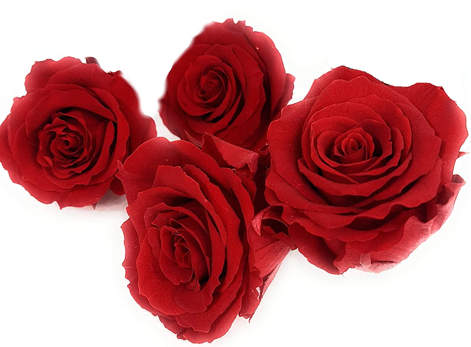 Rosen te Amo GTF-RMIRE-001 triple rote Rose