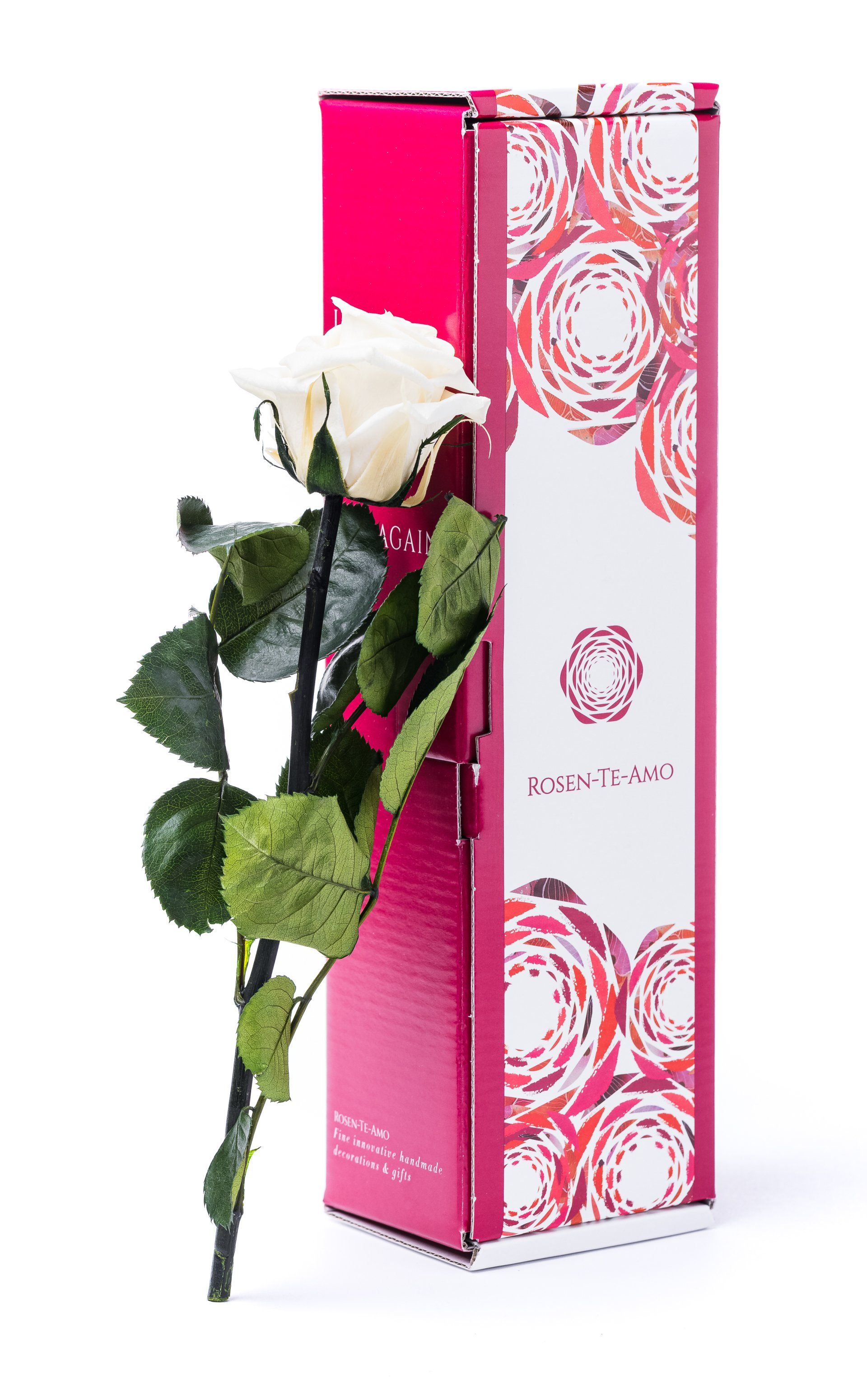 echte konservierte Rosen weiß, infinity Geschenkbox