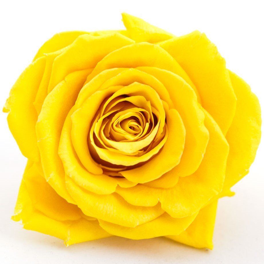 echte konservierte-Blumenstrauß-im-Glas Gelbe Rose