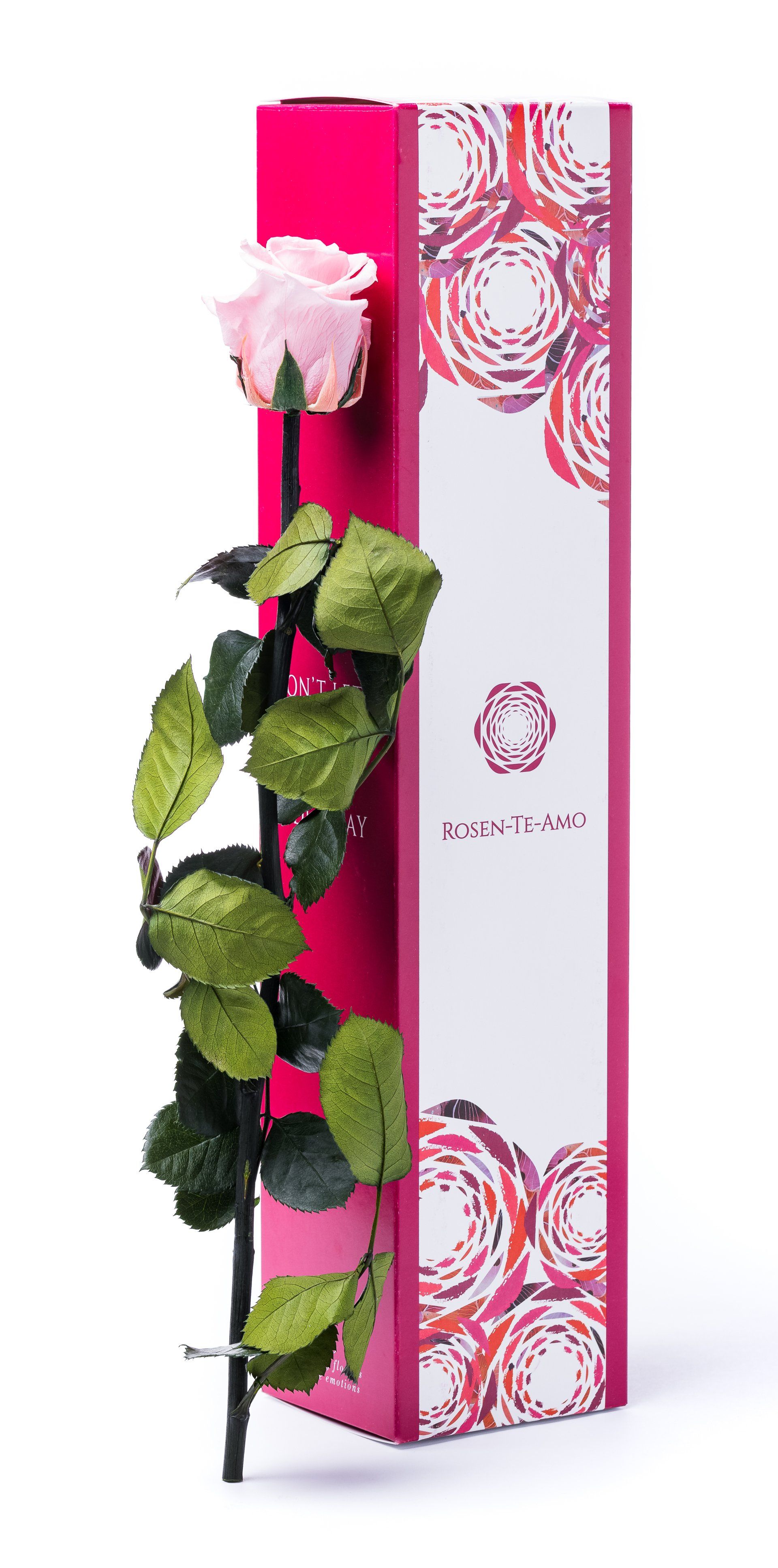 echte konservierte Rosen rosa, infinity Geschenkbox