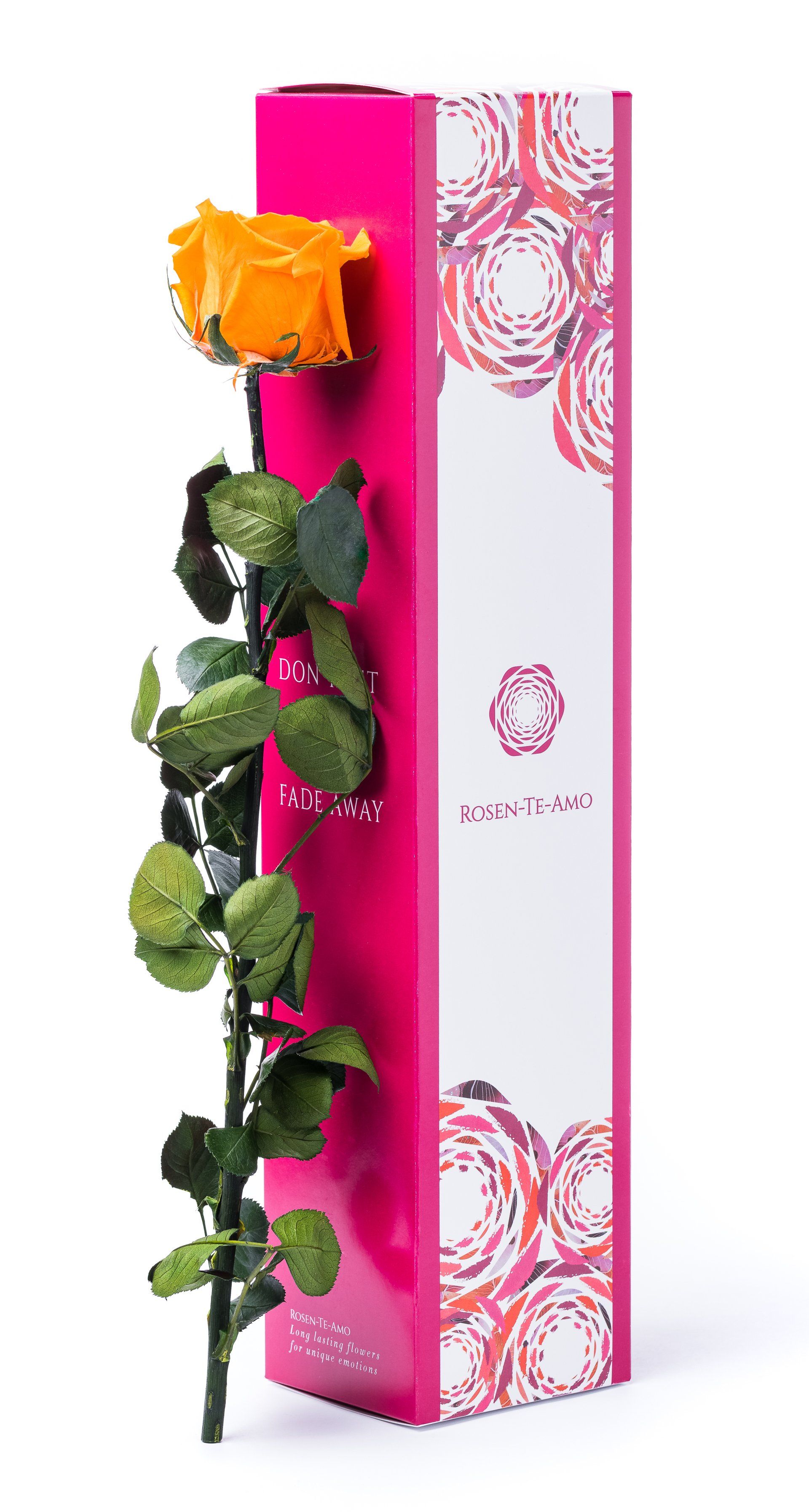 echte konservierte Rosen orange, infinity Geschenkbox