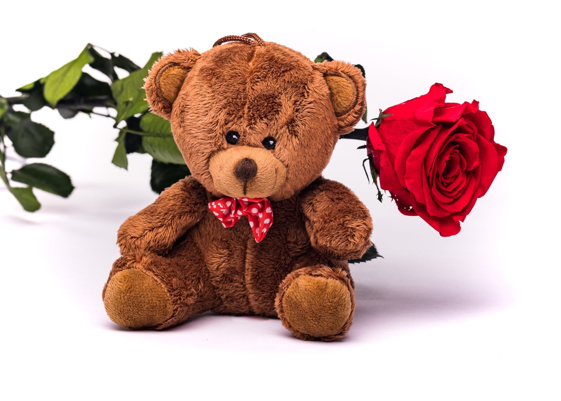 echte konservierte Rosen rot, infinity Geschenkbox + plusch