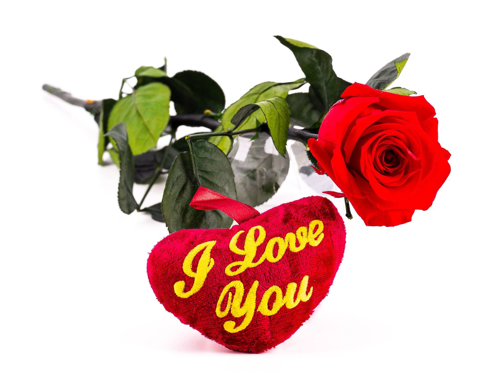 konservierte Rosen I love you