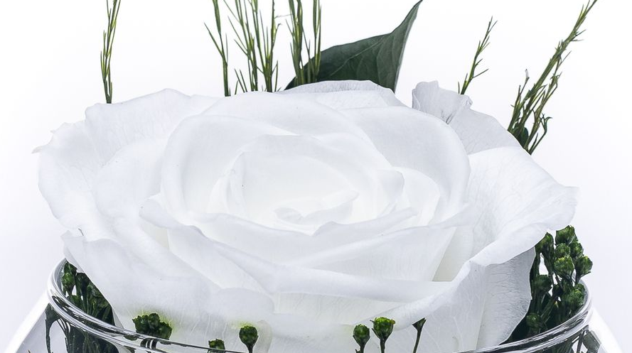 konservierte Rosen I love you