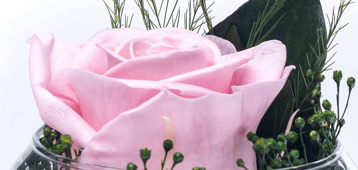 konservierte Rose im Glas rot