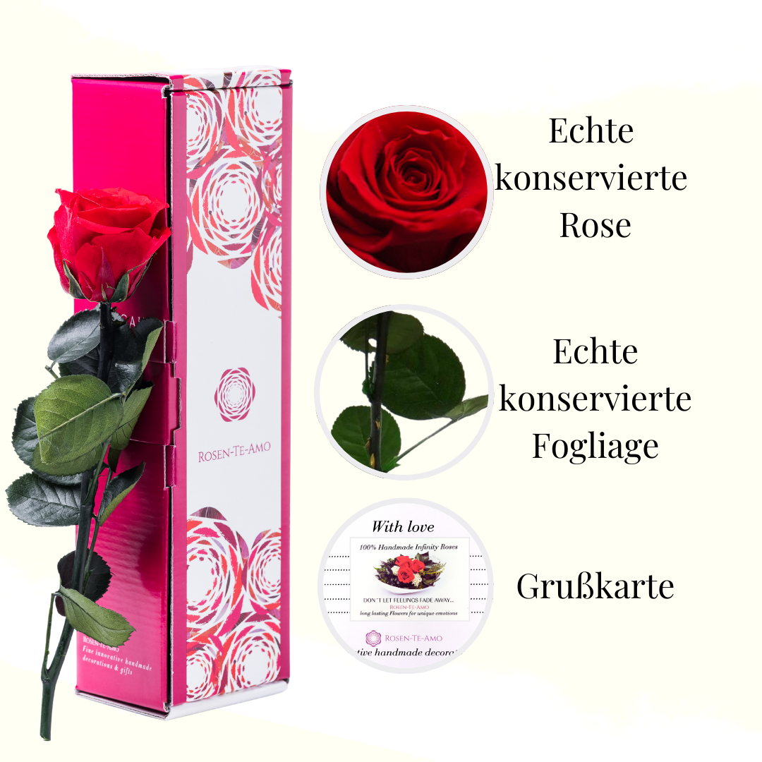 Rosen te Amo - rote Rose Rosen-Te-Amo, echte konservierte Rosen, rote Rosen, mit Stiel 27 cm