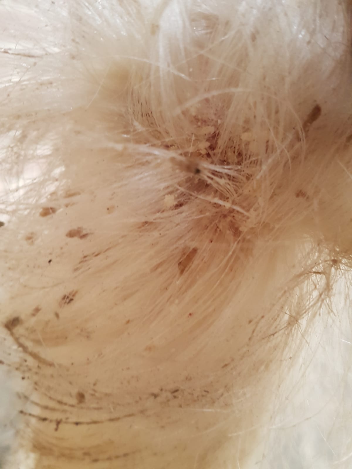 Milben bei Pferden und die Auswirkungen