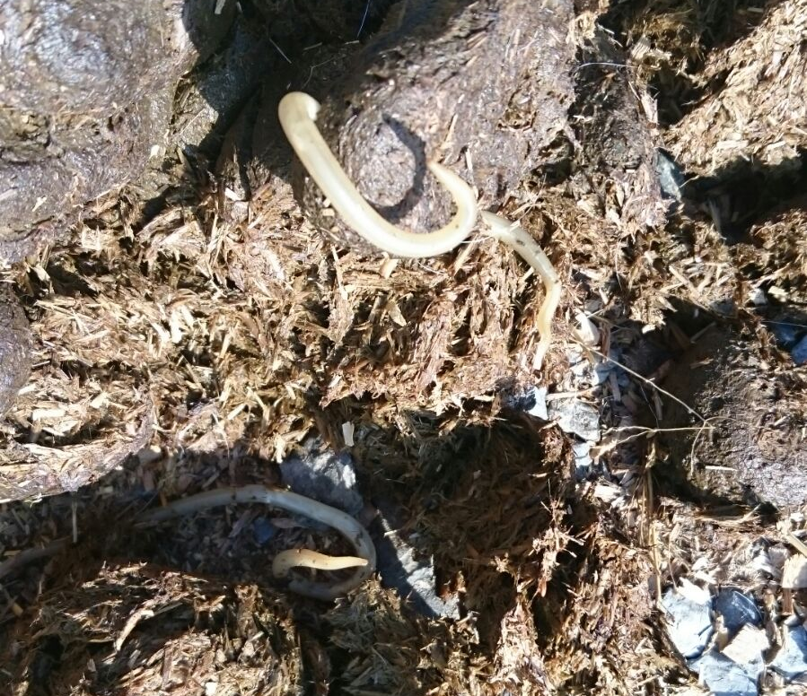 Würmer und deren Auswirkungen bei Pferden