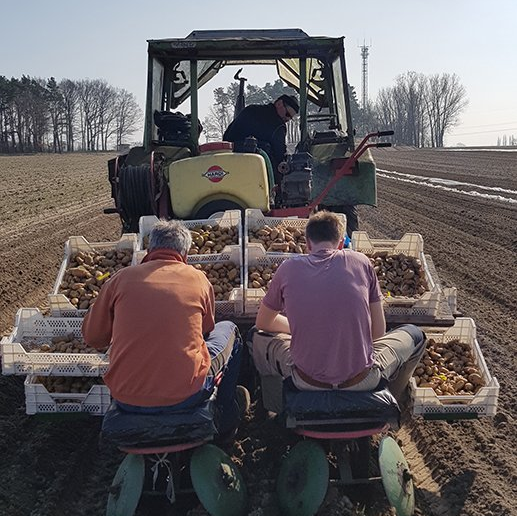 Kartoffeln pflanzen