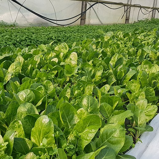 Mangold und Postelein