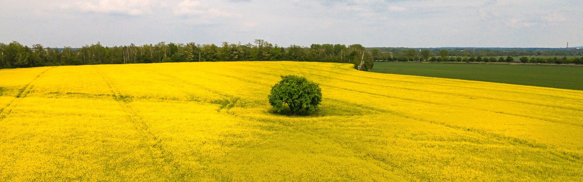 Bauer Krätzschmar Borna - Honig