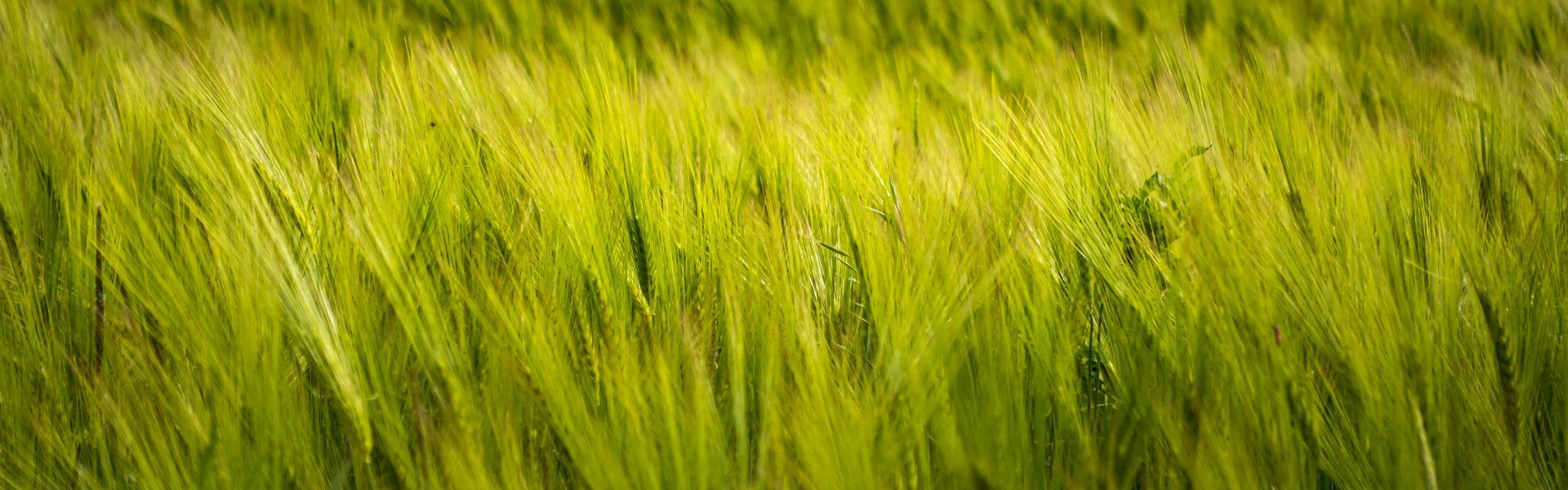 Bauer Krätzschmar Borna - Futtermittel