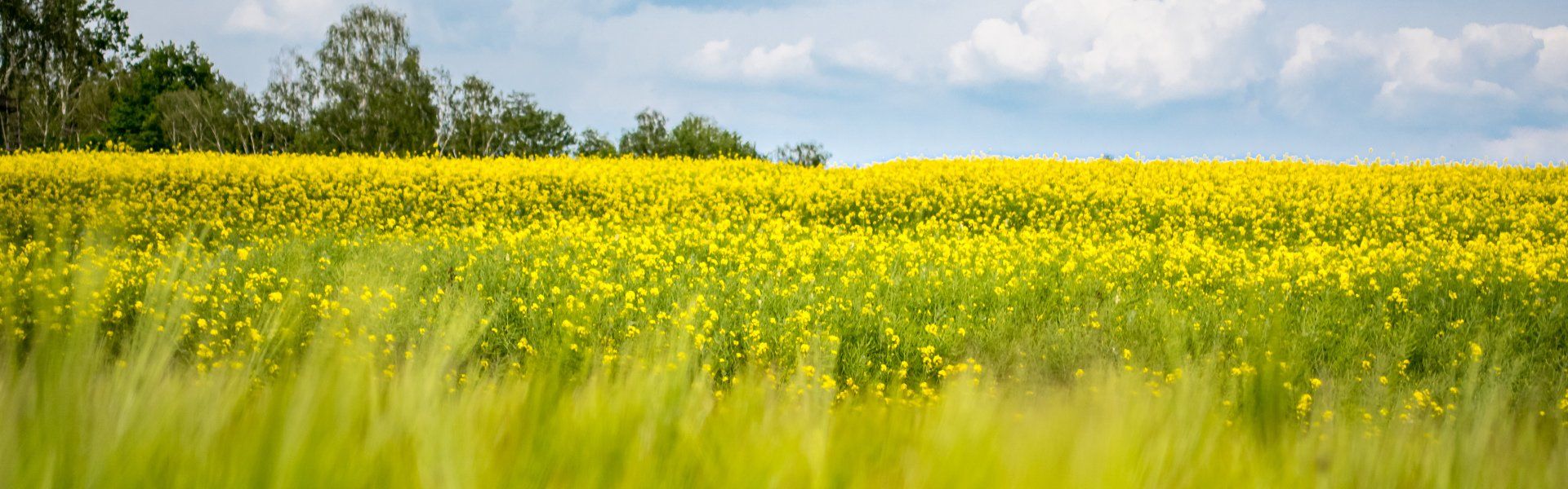 Bauer Krätzschmar Borna - Honig