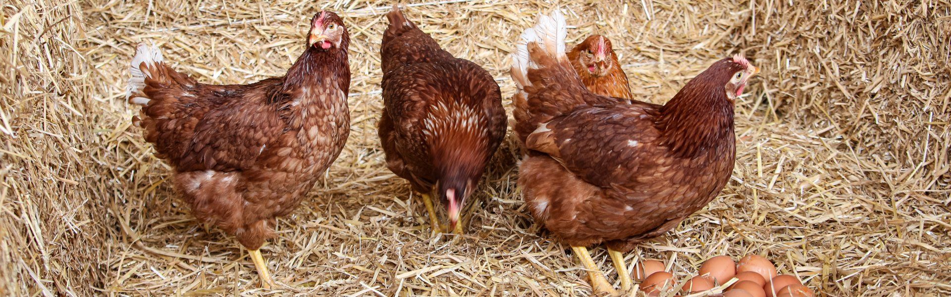 Bauer Krätzschmar Borna - Eier