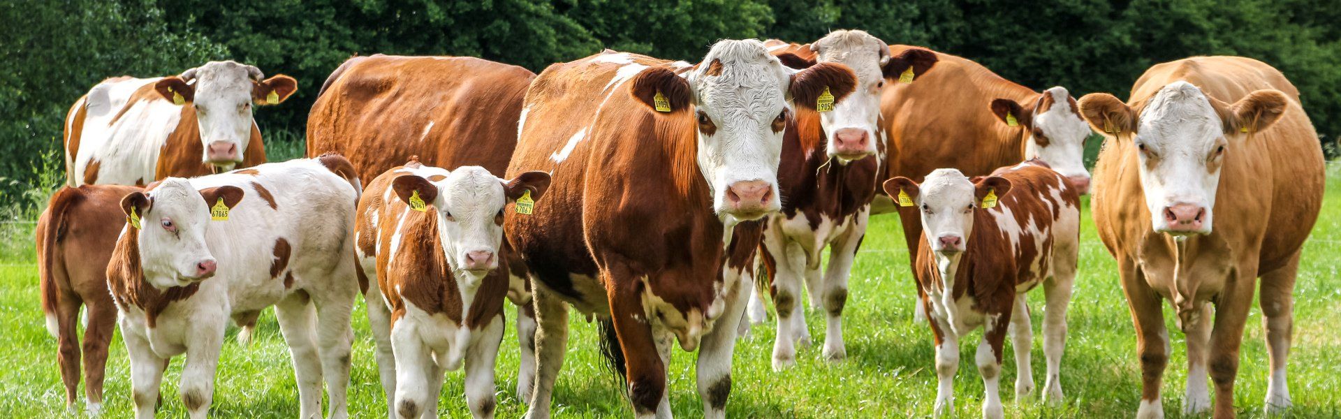 Bauer Krätzschmar (Borna)