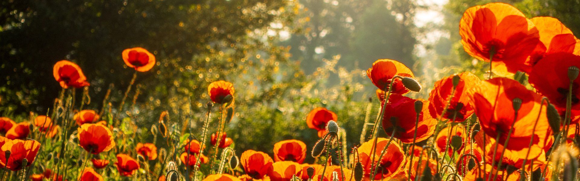 Bauer Krätzschmar Borna - Pacht / Verkauf von Ackerfläche