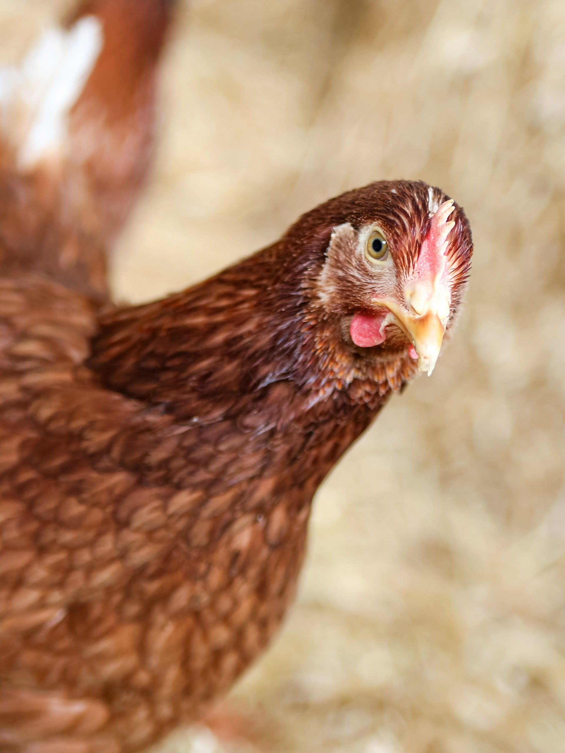 Huhn - Bauer Krätzschmar (Borna) Eierproduktion Bauer Krätzschmar (Borna)