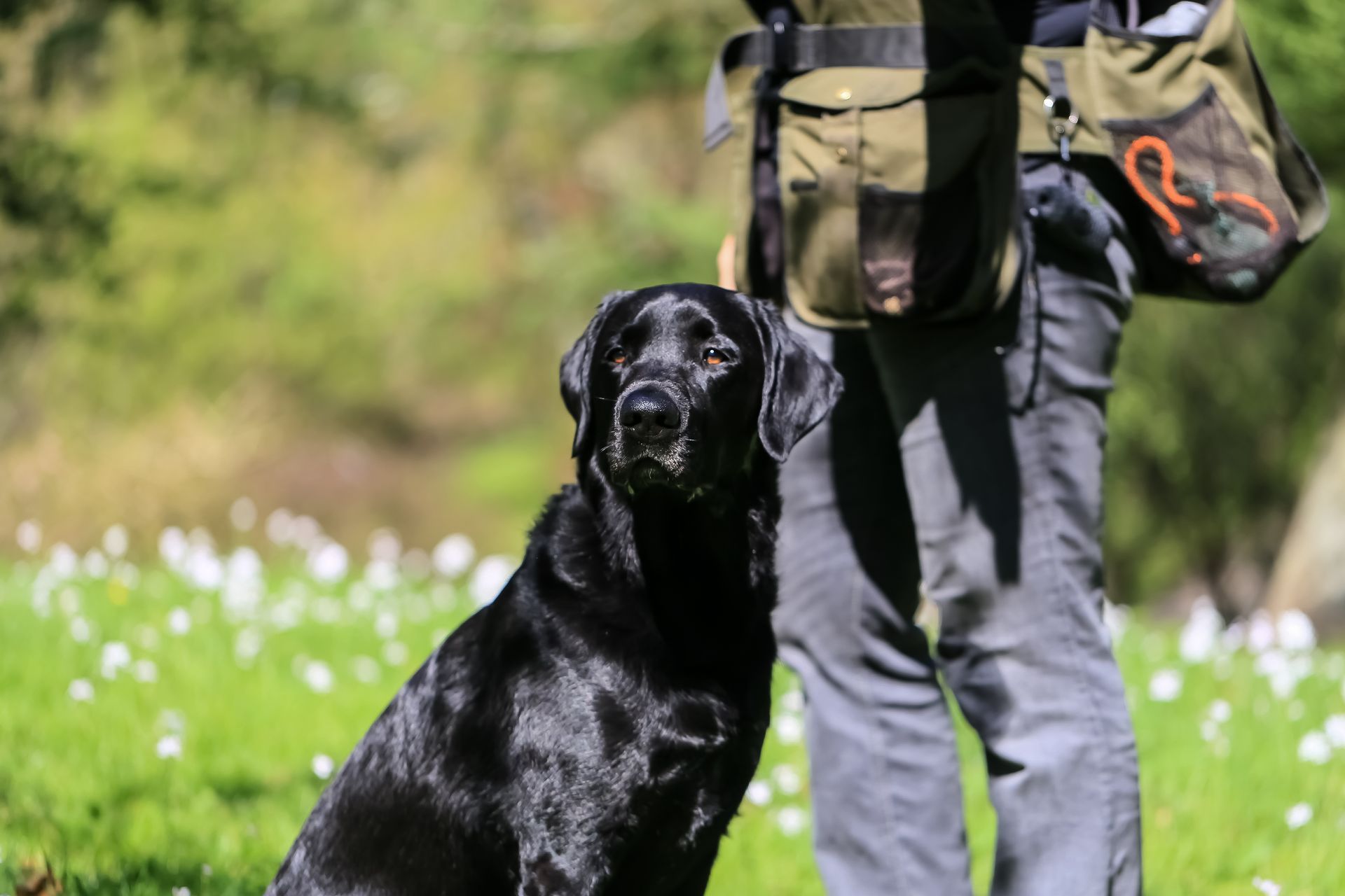 Wald & Hund - Hund portrait