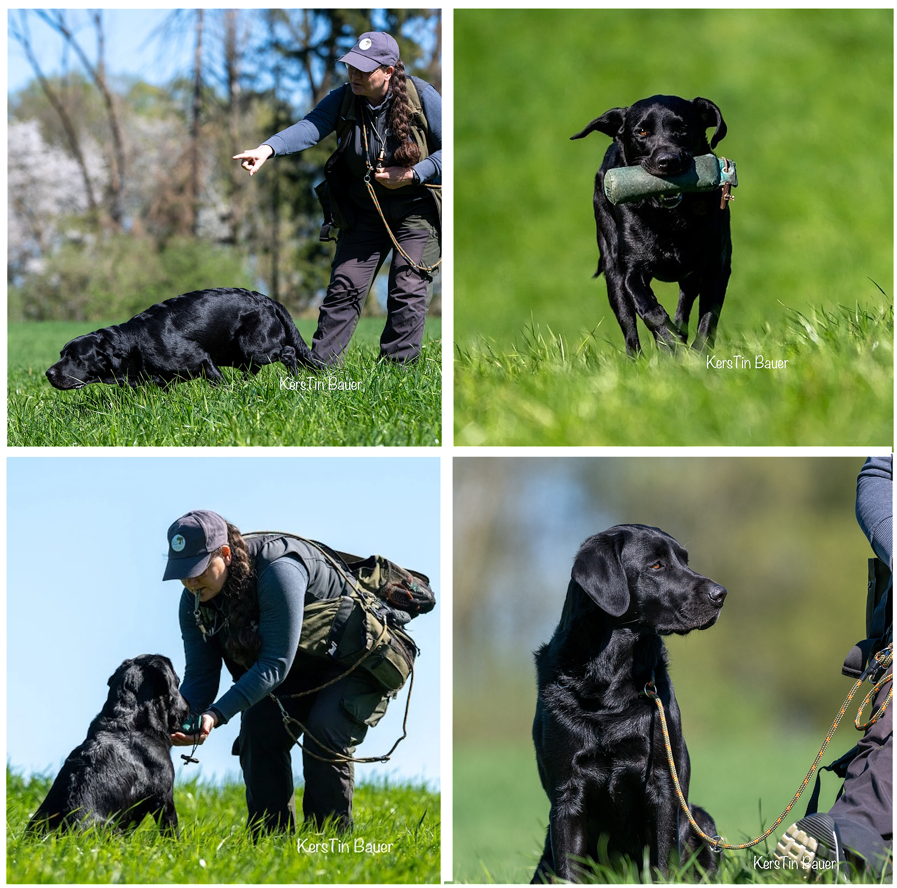 Wald & Hund -Dummytraining