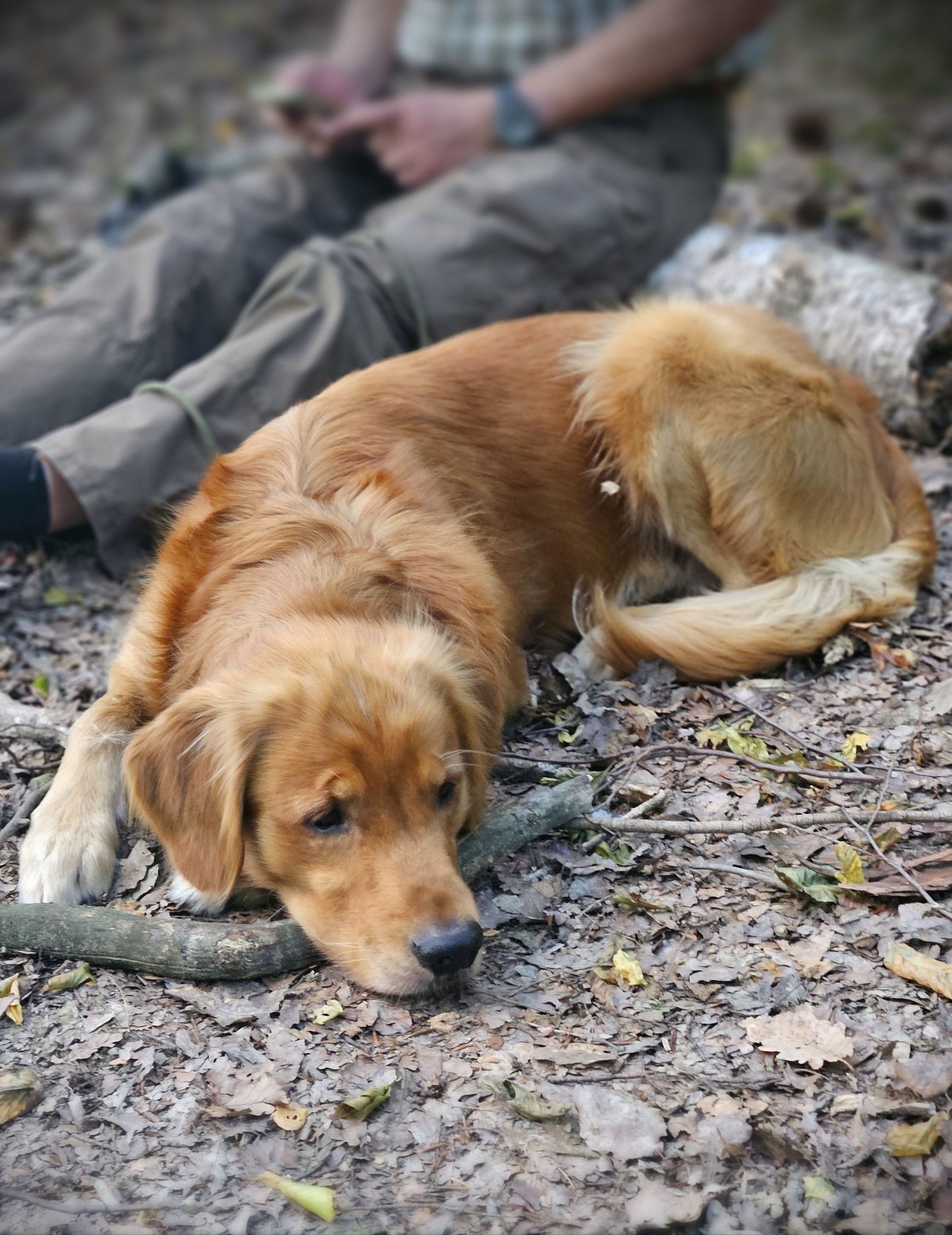 Wald & Hund -Dummytrainer Ausbildung