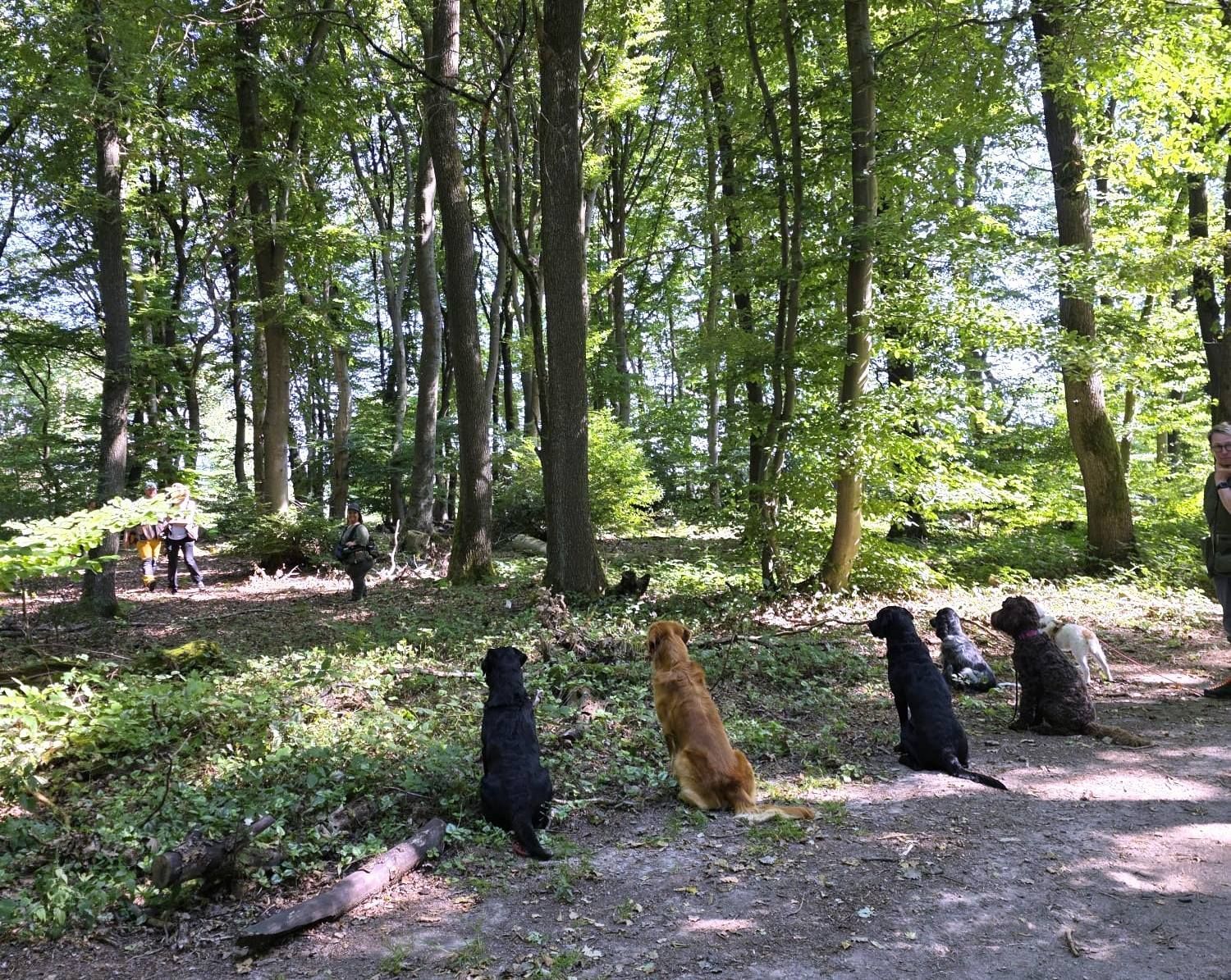 Wald & Hund -Dummytrainer Ausbildung