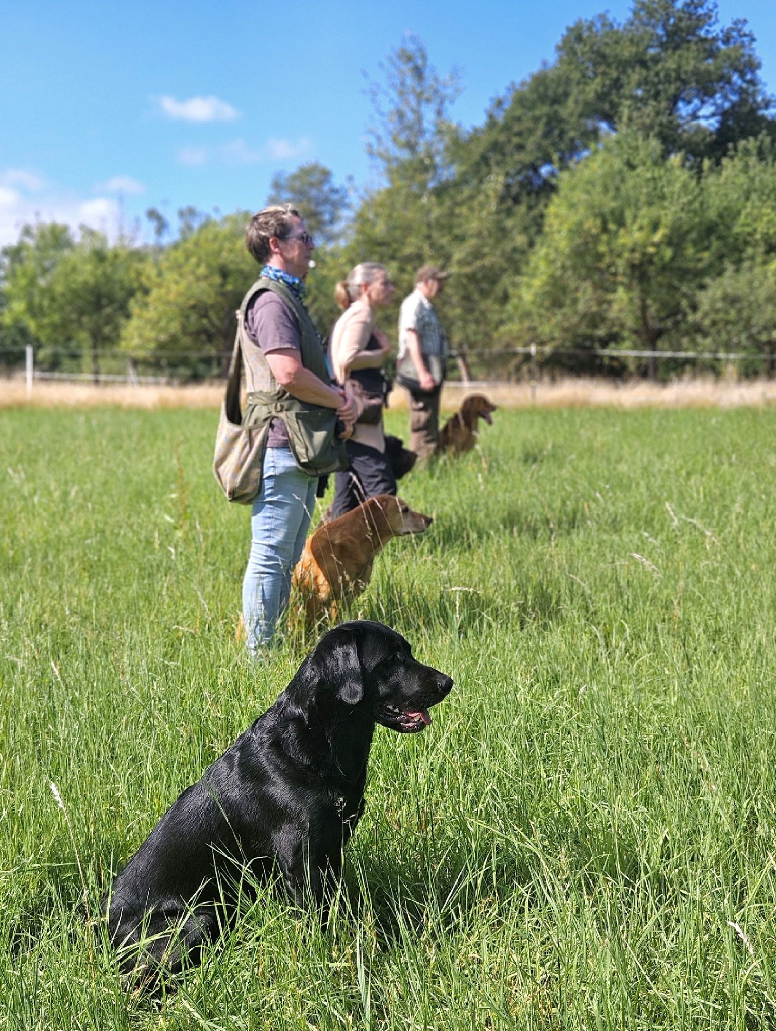 Wald & Hund -Dummytraining line
