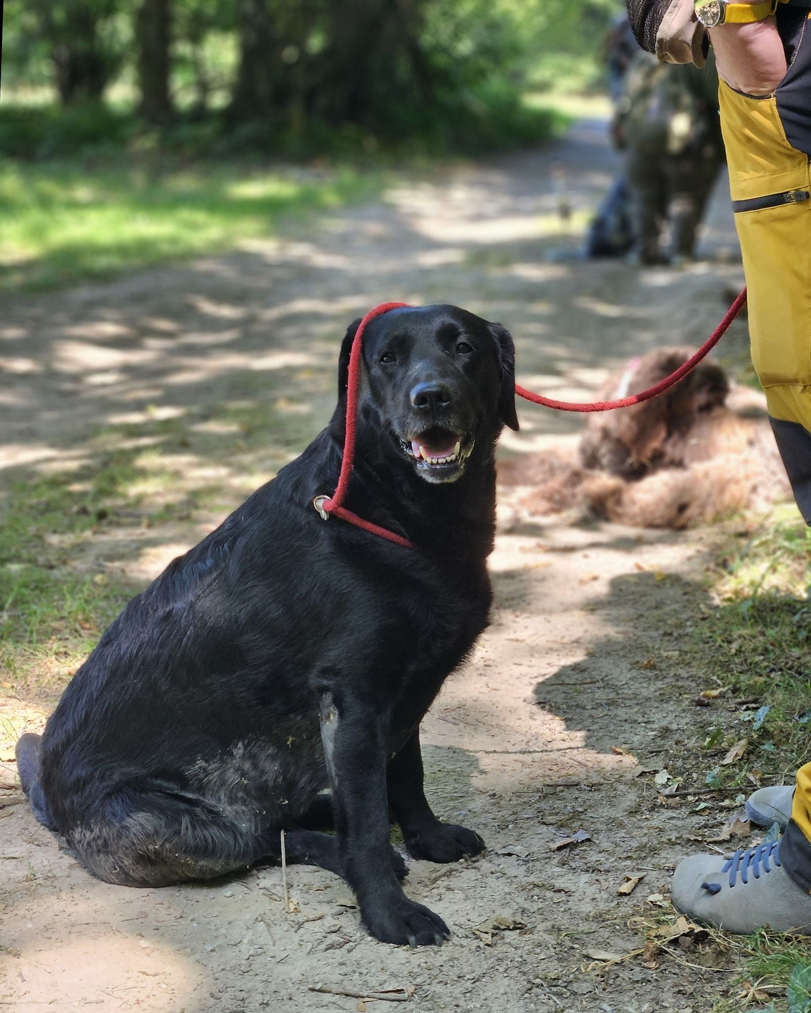 Wald & Hund -Dummytrainer Ausbildung