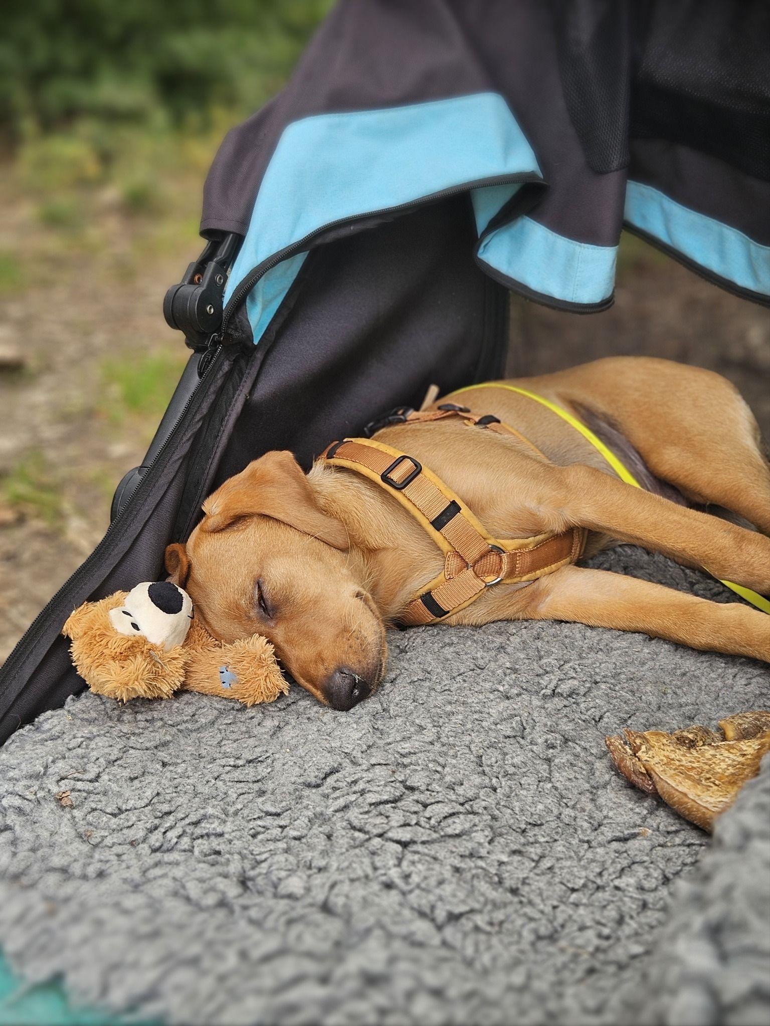 Wald & Hund - Dummytrainer Ausbildung