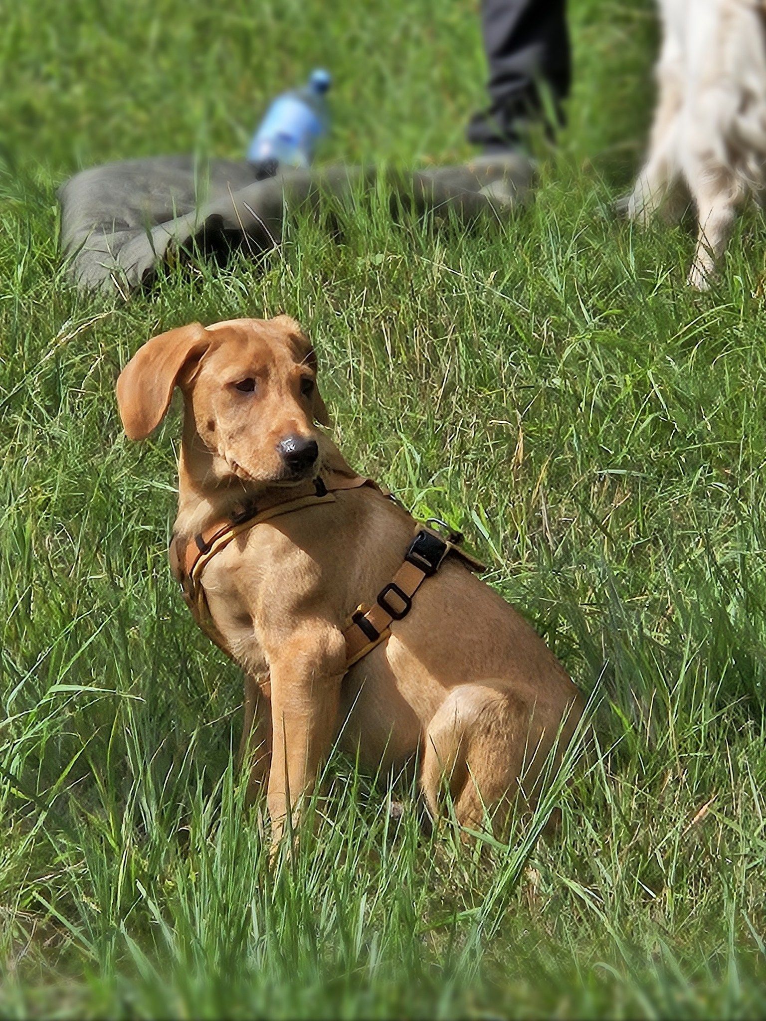 Wald & Hund - Dummytrainer Ausbildung